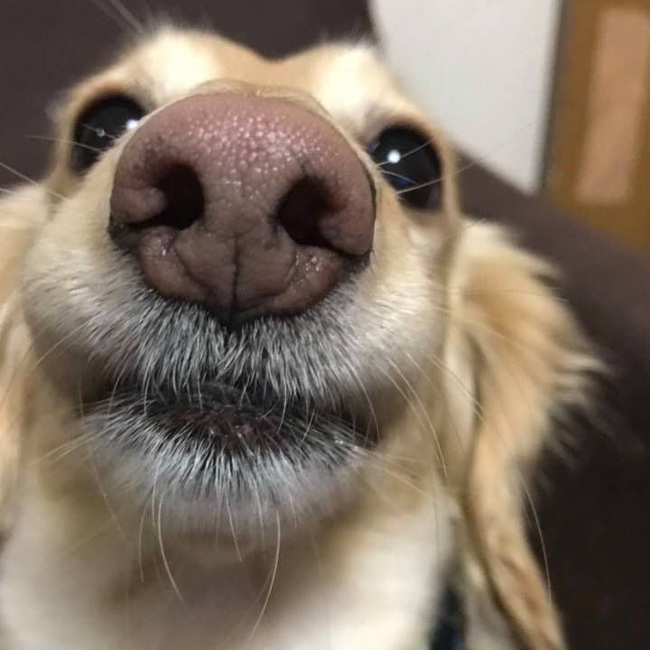 おひょい